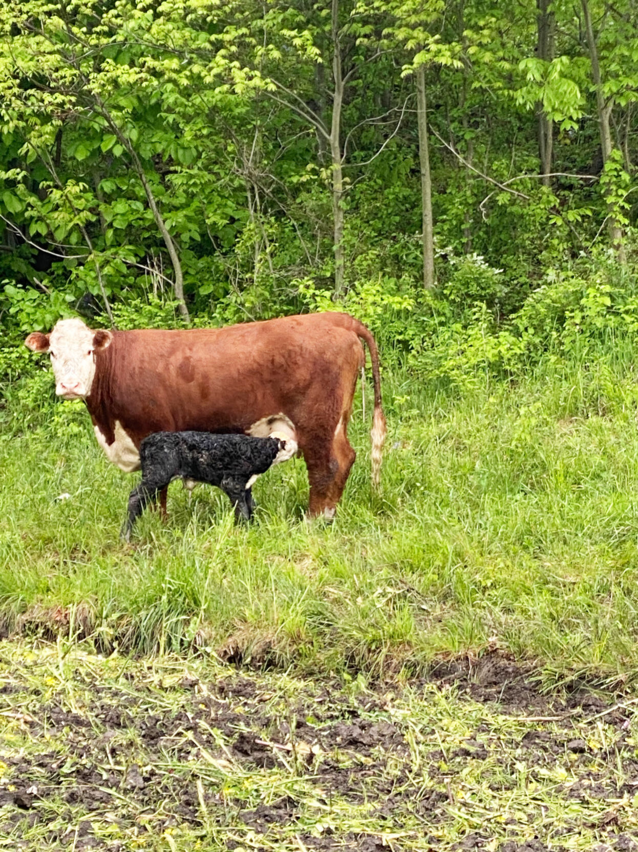 Calf sucking.jpg